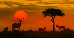 Güney Afrika & Victoria Şelaleri Botswana Safari 