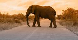 Güney Afrika & Victoria Şelaleri Botswana Safari 