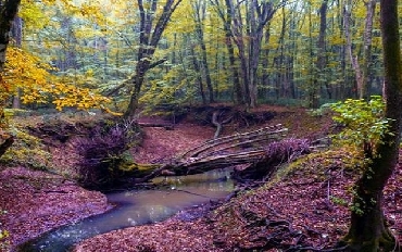  İğneada - Longoz Ormanları - Edirne